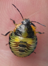 Chinavia hilaris
